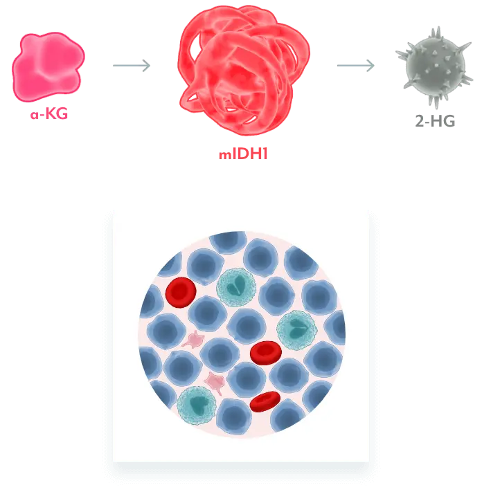Graphic of cells showing how mutant IDH1 disrupted normal cellular differentiation