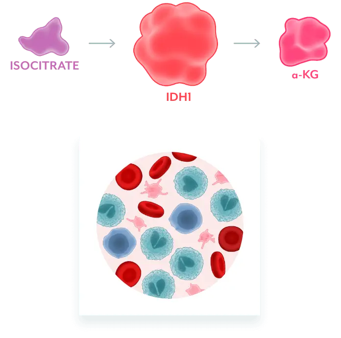 Graphic of cells representing normal IDH1 converting isocitrate to ɑ-KG, which facilitates normal cellular differentiation