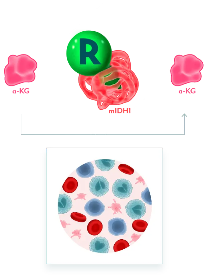 Graphic of cells showing how REZLIDHIA restores normal cellular differentiation